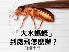 水裡有螞蟻|窗邊、廚房...家裡突然冒出一大堆螞蟻怎麼辦？消滅螞。